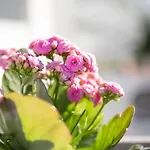公寓 Fedelena 拉古萨的码头